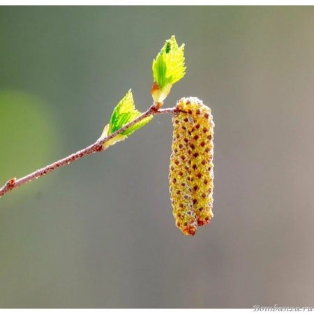 Серьга Nature, Брунька березовая, LN-2025 без характеристики